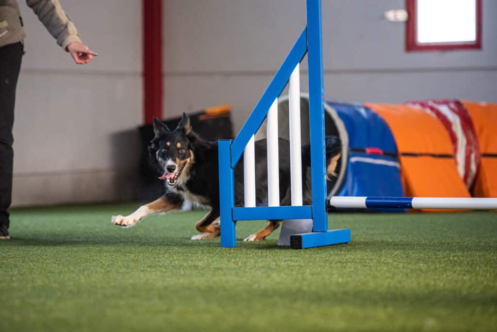 Hund läuft einen Parcours in einer Hundesporthalle.